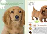 Pups: The Official Nintendogs Companion